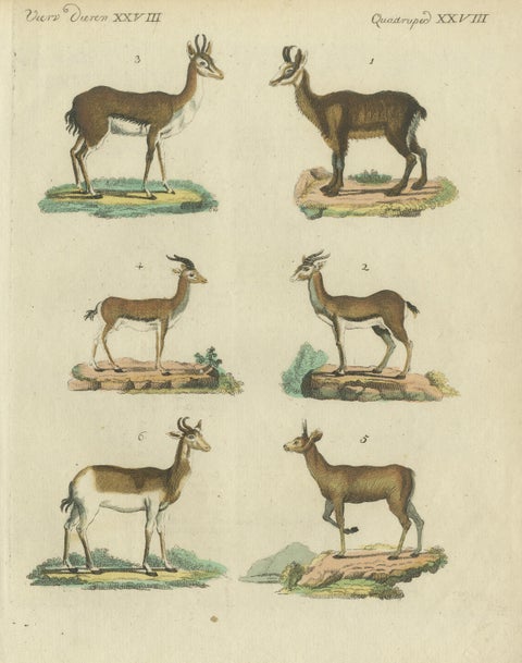 Original Hand-Colored Antique Print of various Antelope Species, circa 1820, view 3