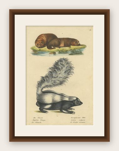Antique Hand Colored Print of a Skunk and European Otter, shown framed