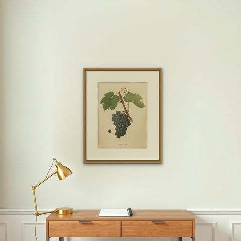 Rare Original Antique Lithograph of the Terret Noir Grape Variety, 1890, shown framed on a wall