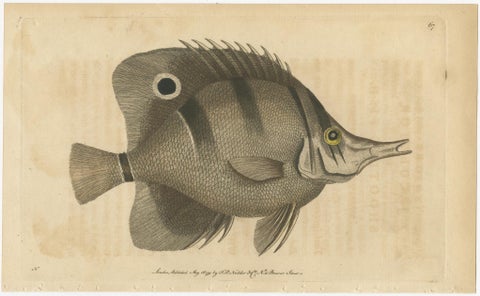 Long-Nosed Surgeonfish, Antique Hand-Colored Fish Engraving, Nodder c.1794, view 2