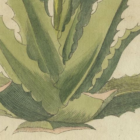 Flowering Aloe with Umbellifer, Antique Bertuch Print, circa 1805, close-up 4