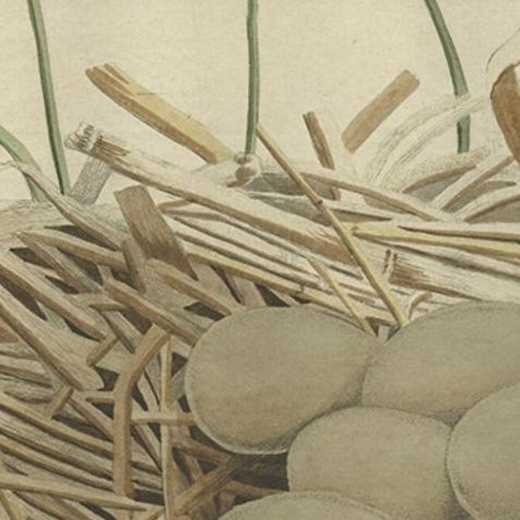 Birds Nest and Eggs of the Eurasian Bittern or Great Bittern, 1770, close-up 2