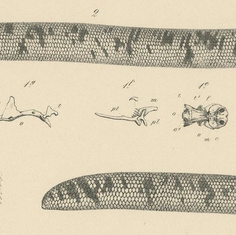 Antique Print of the African Giant Blind Snake, close-up 2