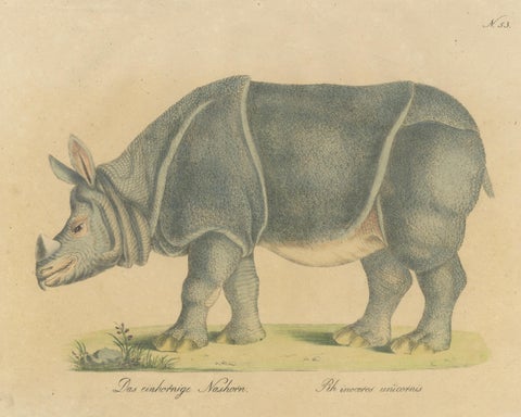 Indian Rhinoceros (Rhinoceros unicornis), Brodtmann Natural History Print, 1816, close-up 1