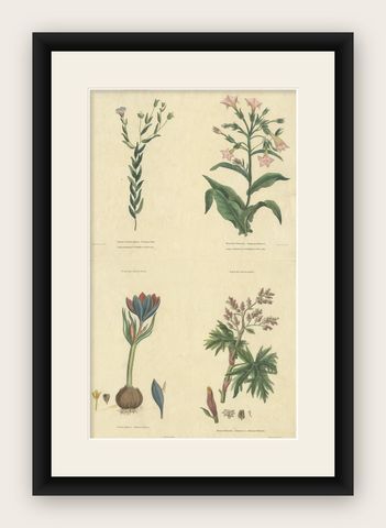Old Botanical Quartet: Portraits of Flax, Tobacco, Saffron, and Patience, 1823, shown framed