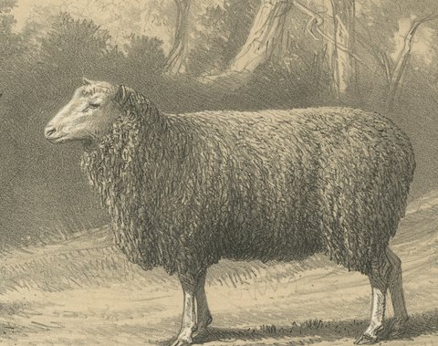 Dishley Ram and Ewe of Haut-Tingry, Antique French Sheep Print, 1873, view 4