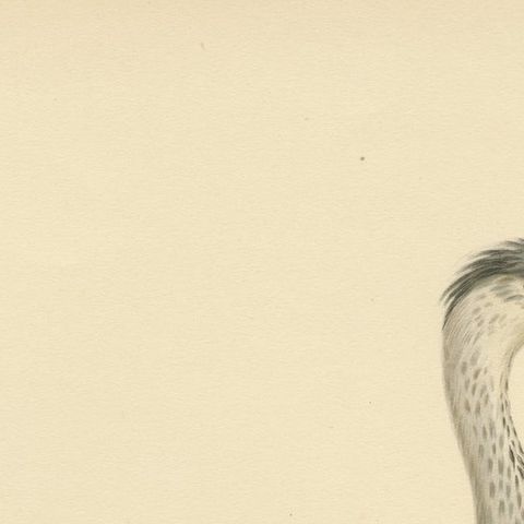 The Young Grey Heron from the "Svenska Fåglar Lithographs Series, 1929, close-up 3