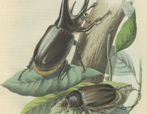 1856 Hand-Colored Lithograph of Rhinoceros Beetles, Exotic Coleoptera, close-up 2