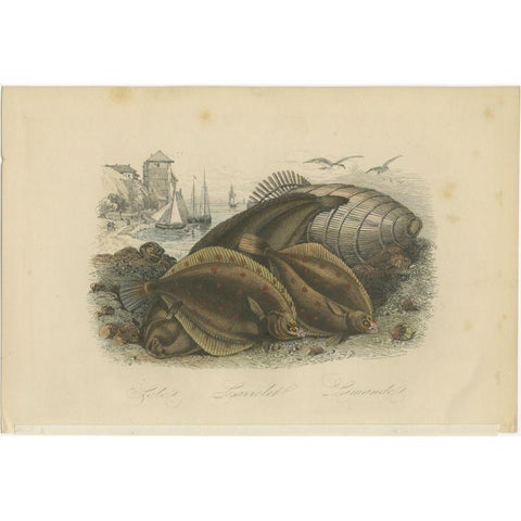 Antique Print of Various Flatfish, 1854, view 2