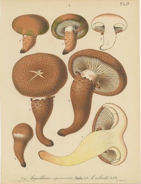 Set of 8 Antique Mycology Prints of Various Fungi by Barla, circa 1890, view 4