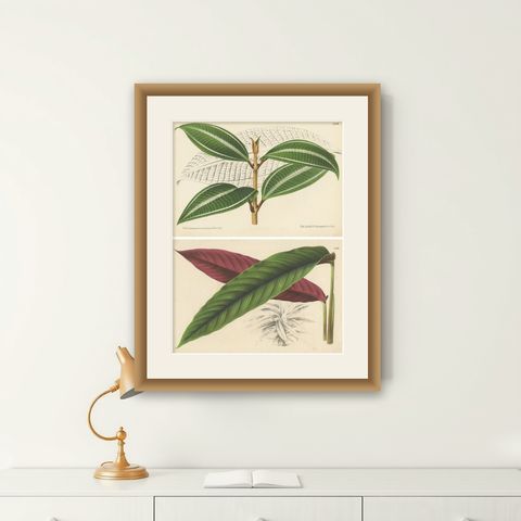 Set of 2 Antique Botany Prints, Miconia, Calathea '1873', shown framed on a wall