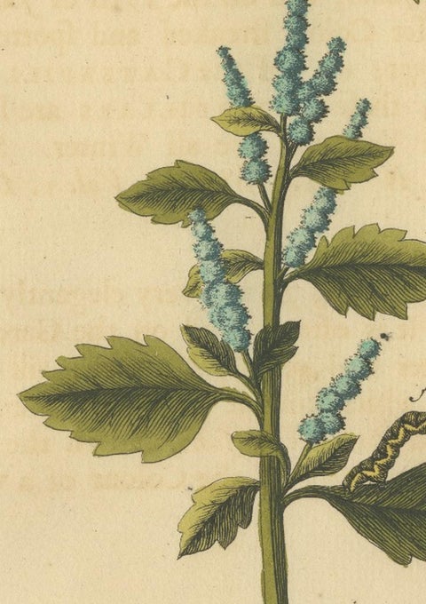English Moths and Caterpillars on Hawthorn & Flowering Plant, Antique Print 1720, view 6