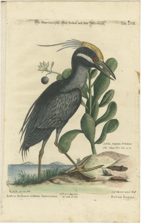 Hand-Colored Engraving of the American Crested Bittern by Seligmann, ca.1770, view 2
