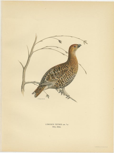 Antique Bird Print of the Black Grouse by Von Wright, 1929, view 2