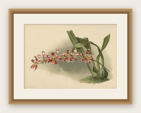 Large Antique Botanical Print, Orchid Odontoglossum Hybridum Leroyanum, c.1888, shown framed