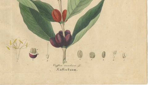 Antique Coffee Botanical Print, Coffea Arabica, Hand Colored, c.1831, close-up 3