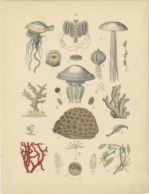 Corals & Jellyfish Print: Medusa, Anemone, Corals, Ctenophores, Antique 1867, view 2