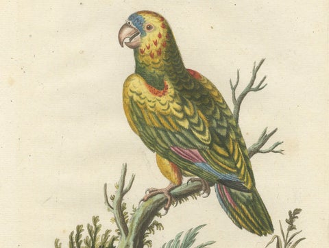 The Great Green Parrot of the West Indies, Hand-Coloured Engraving, ca.1770, close-up 5