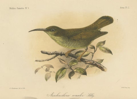 Antique Lithograph of Plain-coloured Spiderhunter by Keulemans, Sumatra c.1887, close-up 1