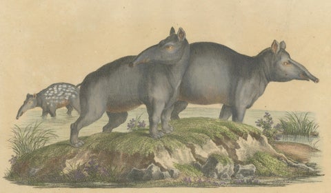 Tapir Family with Juvenile in Tropical Wetland, Brodtmann, 1816, close-up 1