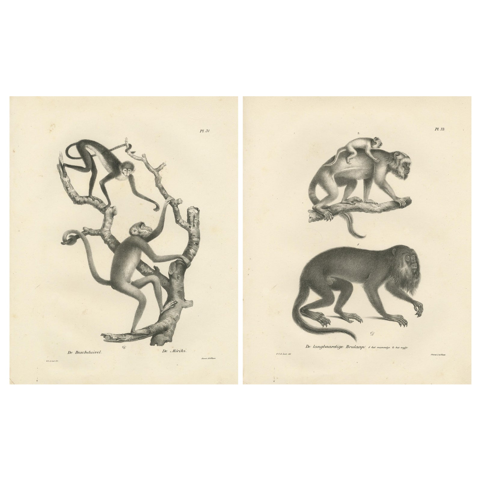 Forest Devil, Miriki & Long-bearded Howler Monkeys, Lithographs by C. Last, 1836