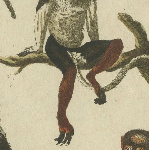Original Antique Print of a Macaque and other Monkeys, close-up 2