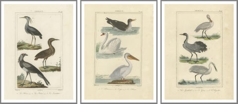 Elegant Avian Diversity: Illustrations from Buffon's Ornithology, c.1780, view 2