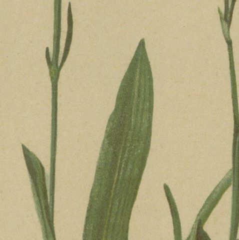 Antique Botany Print of The Bistorta Vivipara by Palla, 1897, close-up 2