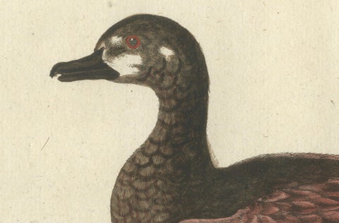 Hand-Colored Engraving of the Small Brown and White Duck by Seligmann, c.1770, close-up 3