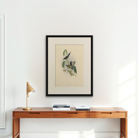 Antique Bird Print of the Black-Breasted Sunbird by Gould, circa 1850, shown framed on a wall