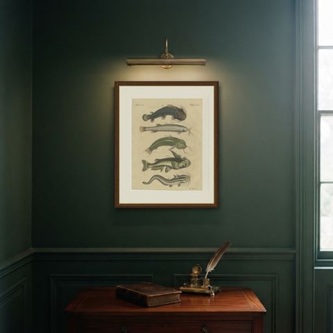 Five Catfish with Long Barbels, Antique Bertuch Print, circa 1815, shown framed on a wall