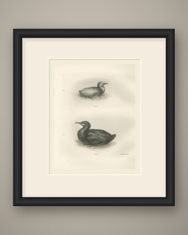 Newly Hatched and Downy Young of the Cormorant or Shag after Medland, c. 1909, shown framed