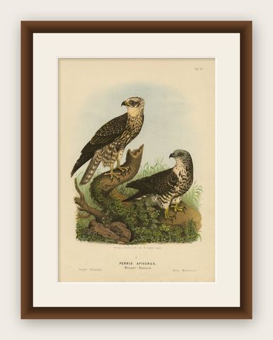 Honey Buzzards, Antique Bird of Prey Print, Natural History Illustration, 1894, shown framed