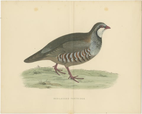 Original Antique Print of a Red-Legged Partridge 'with Centre Fold', view 2