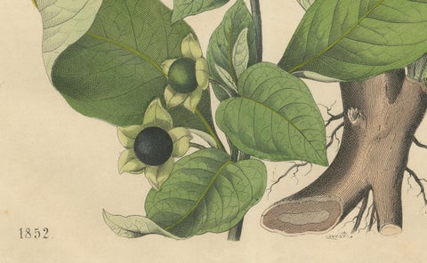 1852 Botanical Lithograph of Atropa Belladonna (Deadly Nightshade), close-up 1