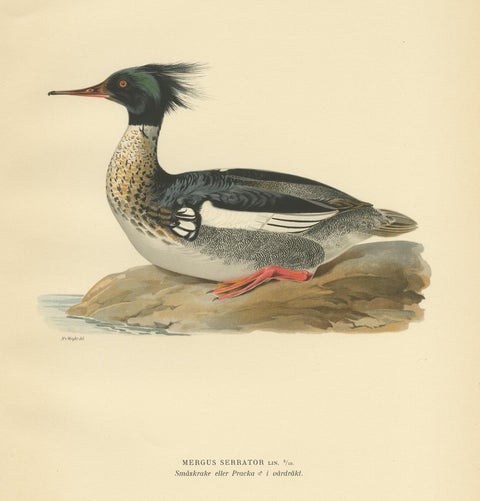 Antique Bird Print of the Red-Breasted Merganser by Von Wright '1929', view 4