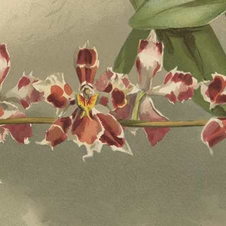 Large Antique Botanical Print, Orchid Odontoglossum Hybridum Leroyanum, c.1888, close-up 5