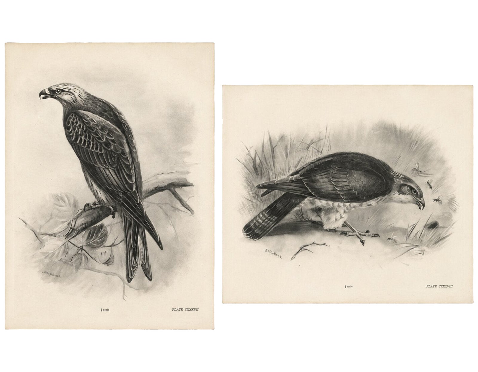 Antique Honey Buzzard Bird Prints by Lilian M. Medland, Set of Two, 1908