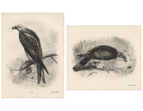 Antique Honey Buzzard Bird Prints by Lilian M. Medland, Set of Two, 1908
