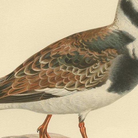 Antique Bird Print of the Ruddy Turnstone 'Male' by Von Wright '1929', close-up 2