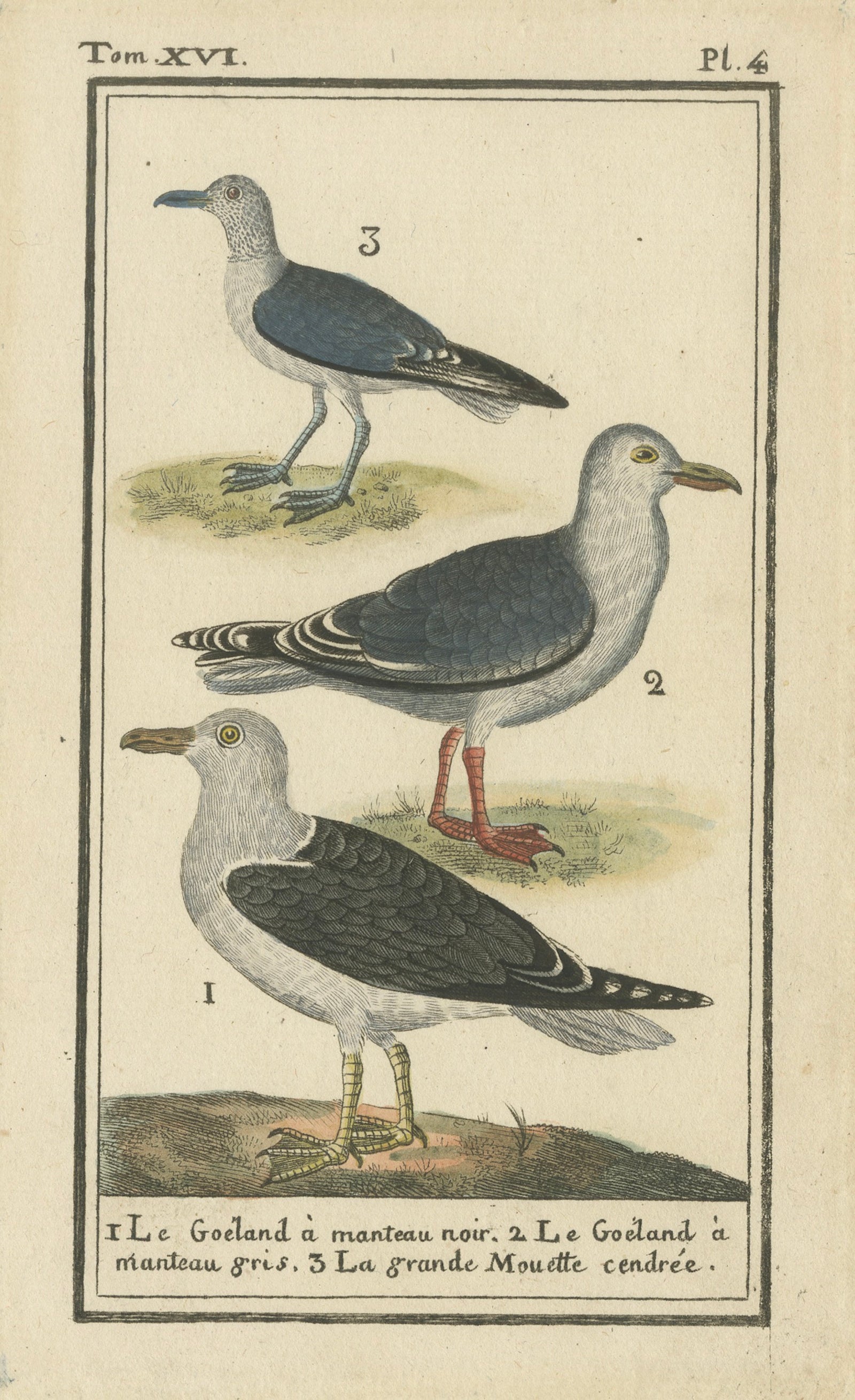 Three Gull Species, Hand-Colored Buffon Bird Engraving, Original 18th Century