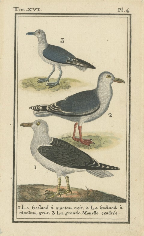 Three Gull Species, Hand-Colored Buffon Bird Engraving, Original 18th Century