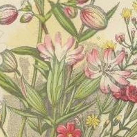 Antique Botany Print of Moss Campion, c.1860, close-up 1