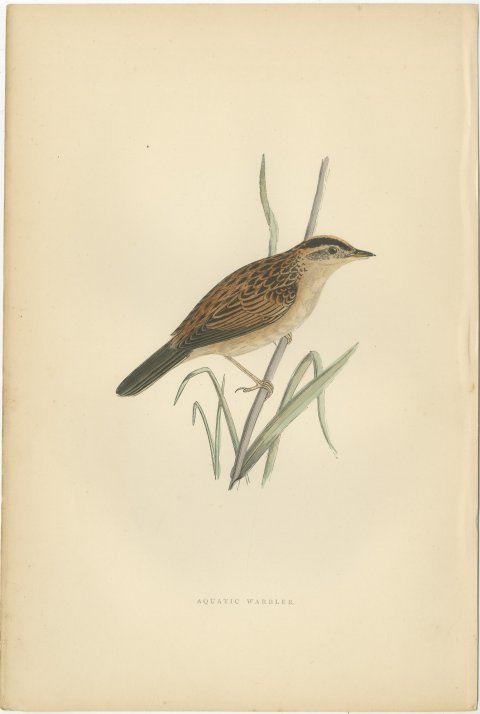 Aquatic Warbler on a Reed Stem, Antique Hand Colored Morris Plate, 1896, view 2