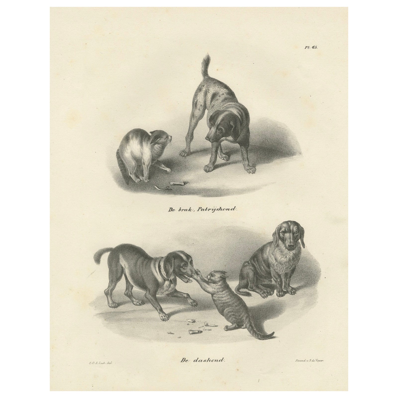 19th-Century Lithograph of Hunting Dogs and Dachshunds Interacting with Cats