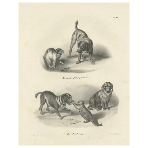 19th-Century Lithograph of Hunting Dogs and Dachshunds Interacting with Cats