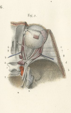 The Orbit and the Ophthalmic Nerve, Antique Hirschfeld Anatomy Print, 1866, view 4