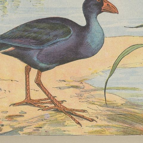 Antique Bird Print of a Purple Swamphen, close-up 2