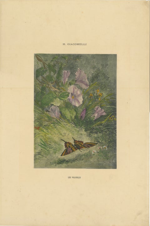 Morning Glories with Butterfly - Giacomelli’s Nature Print, Circa 1891, view 2