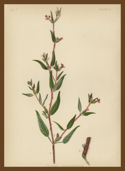 Native US Flora - Three Original Botanical Chromolithograps, 1879, view 6